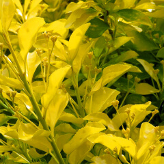 オウゴンマサキ