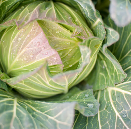 淡路島キャベツ